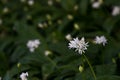 A white flowers and foliage Royalty Free Stock Photo