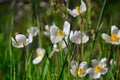 White flowers of the Forest Anemone Latin Anemone sylvestris in the meadow.