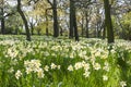 White flowers in the forest