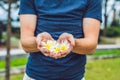 White flowers frangipani plumeria in men`s hands Royalty Free Stock Photo