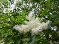 White flowers of Fringe tree Chionanthus Virginicus Royalty Free Stock Photo