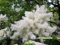 White flowers of Fringe tree Chionanthus Virginicus