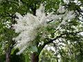 White flowers of Fringe tree Chionanthus Virginicus