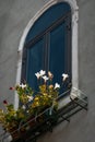 White flowers in front of an old window Royalty Free Stock Photo