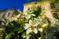 White flowers