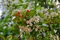 White flowers and fruit of piracanta Royalty Free Stock Photo