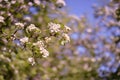 White flowers on a fruit tree branch against a background of a green garden and blue sky on a sunny spring day Royalty Free Stock Photo