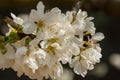 White flowers of fruit tree and a bumblebee Royalty Free Stock Photo