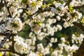 White flowers of fruit tree Royalty Free Stock Photo