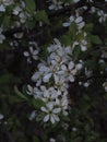 White fruit tree flowers in spring