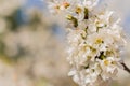 White flowers of fruit tree Royalty Free Stock Photo