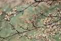 White flowers on fruit trees bloom in spring. The bee collects nectar. Cherry blossom, Apple tree, cherry. Blossoming garden Royalty Free Stock Photo