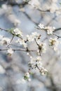 White flowers on fruit trees bloom in spring. The bee collects nectar. Cherry blossom, Apple tree, cherry. Blossoming garden Royalty Free Stock Photo