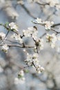 White flowers on fruit trees bloom in spring. The bee collects nectar. Cherry blossom, Apple tree, cherry. Blossoming garden Royalty Free Stock Photo