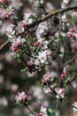 White flowers on fruit trees bloom in spring. The bee collects nectar. Cherry blossom, Apple tree, cherry. Blossoming garden Royalty Free Stock Photo