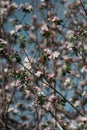 White flowers on fruit trees bloom in spring. The bee collects nectar. Cherry blossom, Apple tree, cherry. Blossoming garden Royalty Free Stock Photo