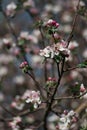 White flowers on fruit trees bloom in spring. The bee collects nectar. Cherry blossom, Apple tree, cherry. Blossoming garden Royalty Free Stock Photo