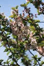 White flowers on fruit trees bloom in spring. The bee collects nectar. Cherry blossom, Apple tree, cherry. Blossoming garden Royalty Free Stock Photo