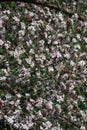 White flowers on fruit trees bloom in spring. The bee collects nectar. Cherry blossom, Apple tree, cherry. Blossoming garden Royalty Free Stock Photo