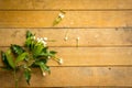 White flowers, furniture, wooden floors, wooden tables, old.