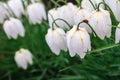 White flowers galanthus in drops of dew and a ladybug on a stalk. Spring snowdrop flower with dew drops. Galanthus nivalis with a Royalty Free Stock Photo