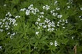 Galium odoratum with white flowers