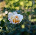 White flowers in the garden. Beautiful roses. Royalty Free Stock Photo