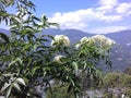 white flowers in the garden, white bright little flowers in mountain