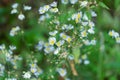 White flowers in the garden. Floral background. Erigeron philadelphicus, the Philadelphia fleabane