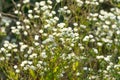 White flowers in the garden. Floral background. Erigeron philadelphicus, the Philadelphia fleabane