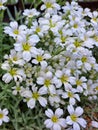 White flowers in the garden, flowers dreams Royalty Free Stock Photo