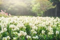 White flowers garden