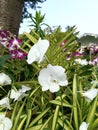 white flowers in the garden with purple one Royalty Free Stock Photo