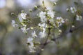 white flowers in garden. several flowering buds