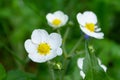 White Flowers garden strawberry close-up Royalty Free Stock Photo