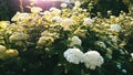 White flowers in the garden sunlight