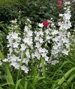 White flowers in garden