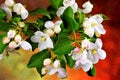 White flowers of a garden tree on a bright natural spring rainbow background. Nature wakes up in spring rejuvenated and filled