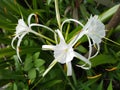 Asian pigeonwing flowers in late morning