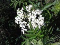 white flowers in the garden, white bright little flowers in mountain