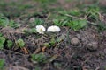 White flowers in the garden Royalty Free Stock Photo