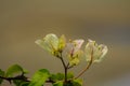 White flowers garden Royalty Free Stock Photo