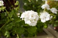 White flowers of Geranium in the garden. Royalty Free Stock Photo