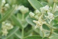 White flowers, Giant Indian Milkweed.