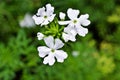 White flowers Glandularia bipinnatifida ,Chiricahensis ,Dakota mock vervain ,Prairie verbena ,Moradilla ,Verbenaceae ,herb p