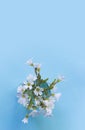 White flowers in a glass vase on a blue background with copyspace. Top view for text Royalty Free Stock Photo