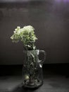 White Flowers in glass vase in front of black background Royalty Free Stock Photo