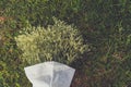 White flowers in the grass field Royalty Free Stock Photo