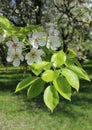 white flowers on a green background, tree branches, beautiful natural background, delicate petals, spring