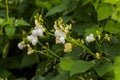 White Flowers of green bean on a bush. French beans growing on the field. Plants of flowering string beans. snap beans slices.